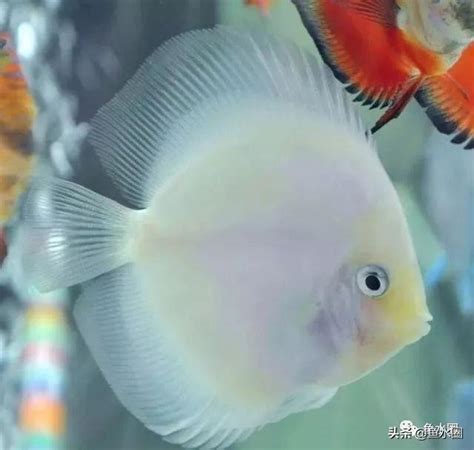 七彩神仙魚飼養入門|七彩神仙魚飼養入門